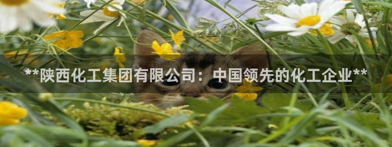 球盟会黑网：**陕西化工集团有限公司：中国领先的化工企业**