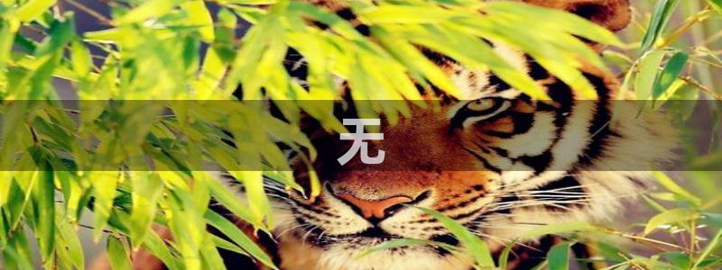 球盟会入口：无