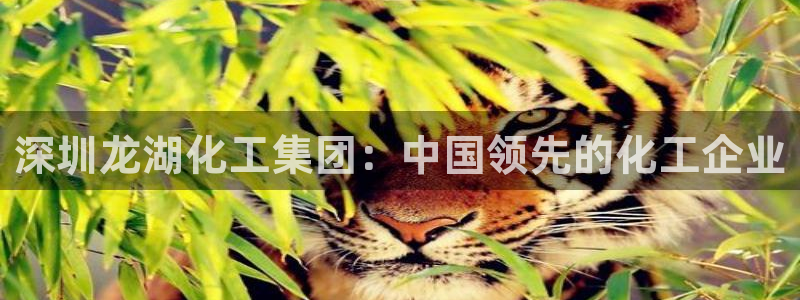 球盟会里面有打牌的嘛是真的吗