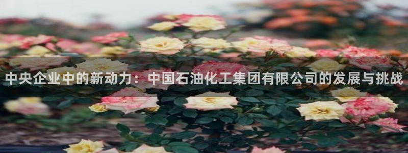 球盟会和中欧：中央企业中的新动力：中国石油化工集团有限公司的